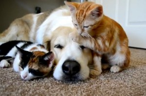 犬と子猫たち