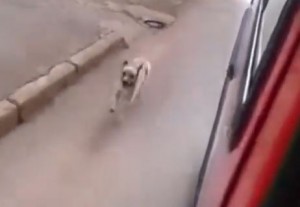 ご主人が乗った救急車を追いかける犬