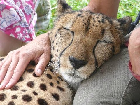 ゴロゴロ鳴きながら甘えるチーター